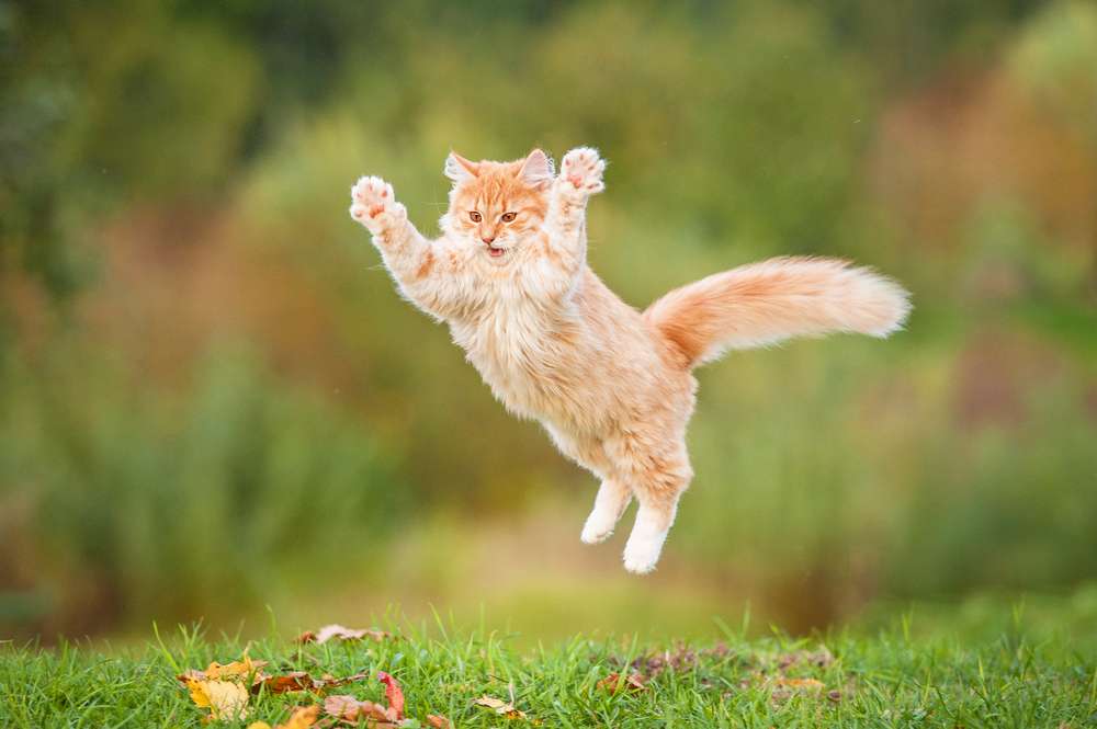 Mendadak Berubah, Ini 5 Perilaku Kucing yang Wajib Diperhatikan