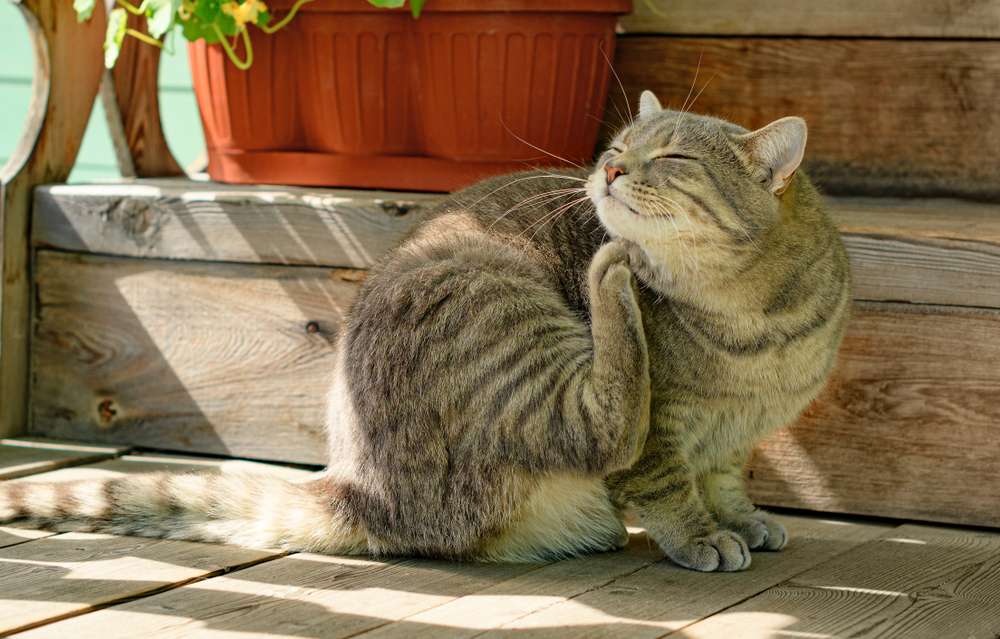 Mendadak Berubah, Ini 5 Perilaku Kucing yang Wajib Diperhatikan