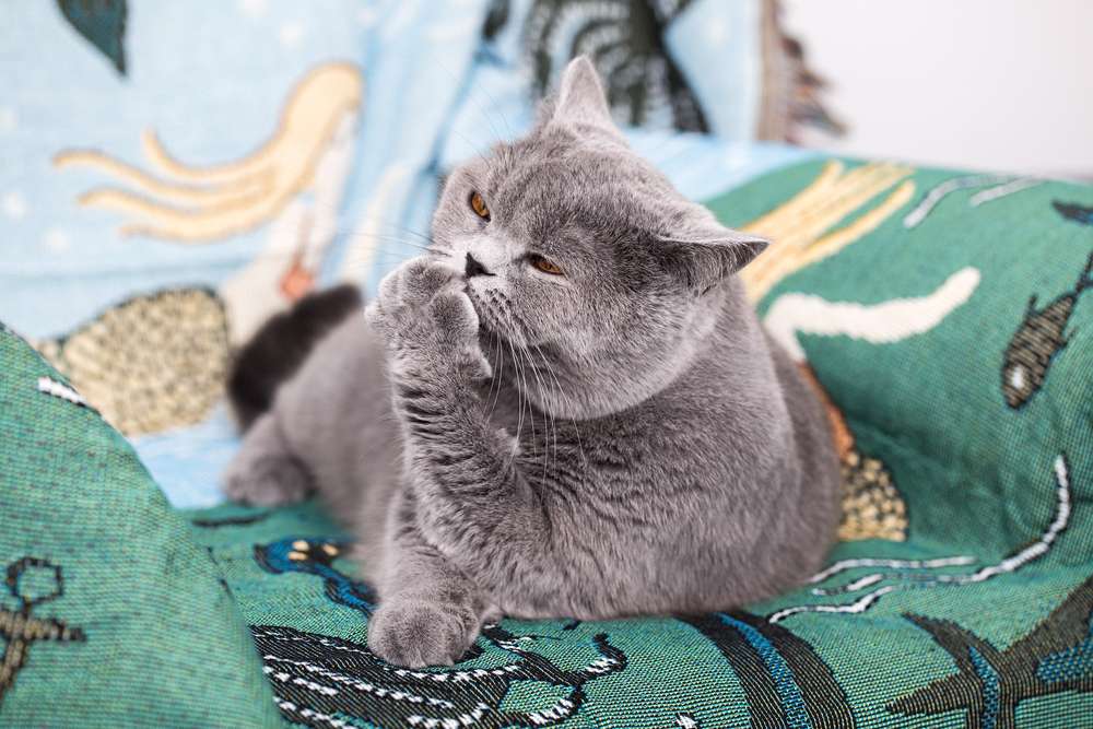 Mendadak Berubah, Ini 5 Perilaku Kucing yang Wajib Diperhatikan