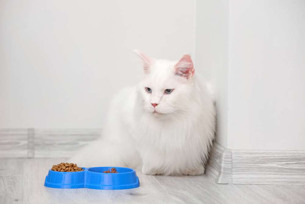 Mendadak Berubah, Ini 5 Perilaku Kucing yang Wajib Diperhatikan