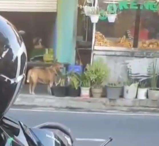 Anjing itu selalu datang ke warung gorengan.