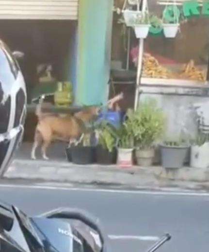 Kisah wanita berjilbab kasih makan anjing kelaparan.