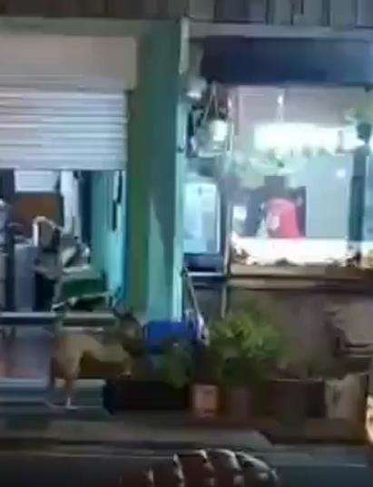 Kapanpun datang, si anjing selalu dapat gorengan favoritnya.
