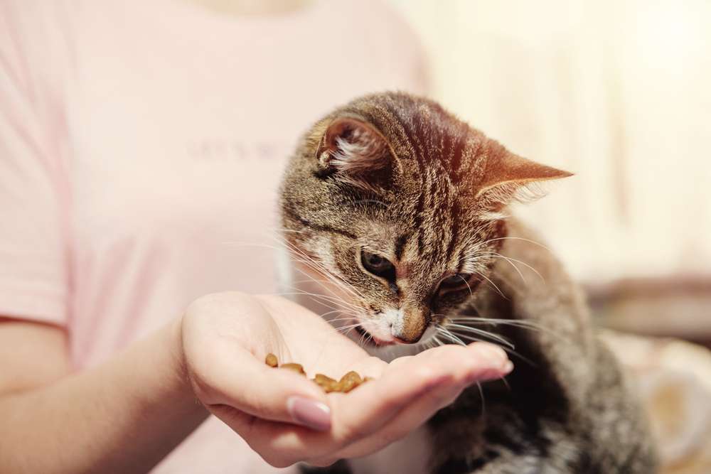 Kapan Harus Mengganti Makanan Kucing Lucu? Pertimbangkan 4 Alasan Ini