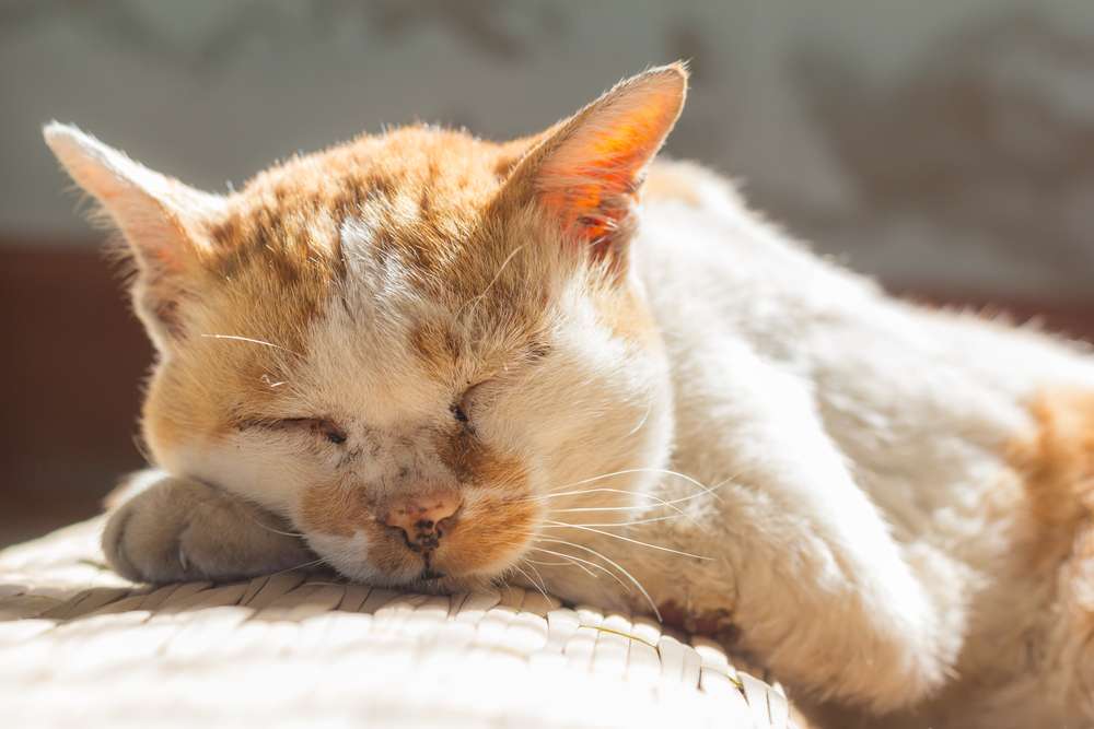 Kapan Harus Mengganti Makanan Kucing Lucu? Pertimbangkan 4 Alasan Ini
