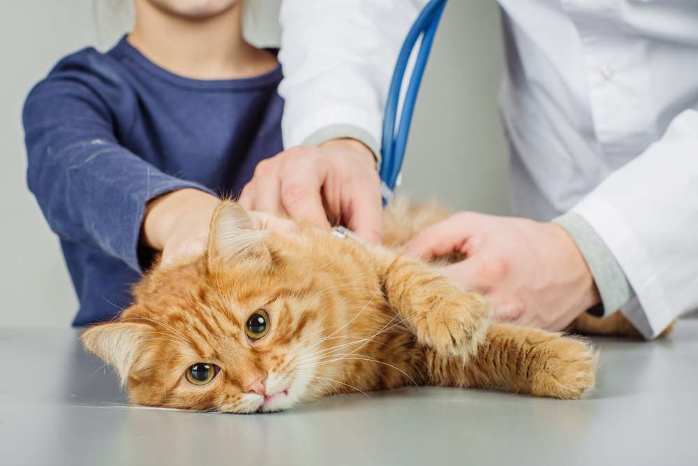 Kapan Harus Mengganti Makanan Kucing Lucu? Pertimbangkan 4 Alasan Ini