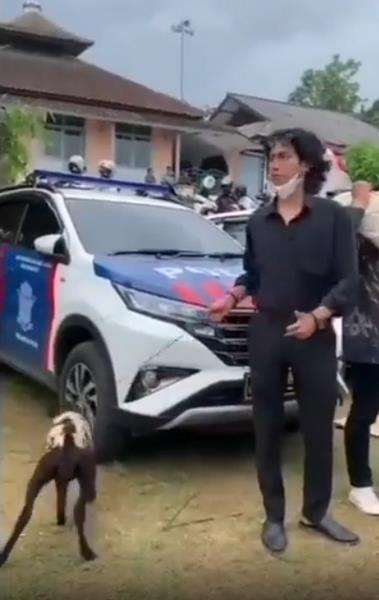 Kado pernikahan berupa kambing.