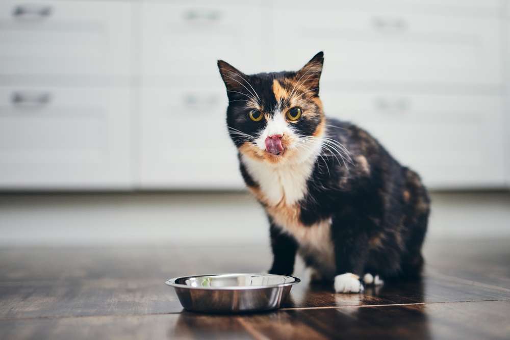 Kucing Juga Bisa Alergi Makanan, Catlover Wajib Waspadai Tanda-Tandanya