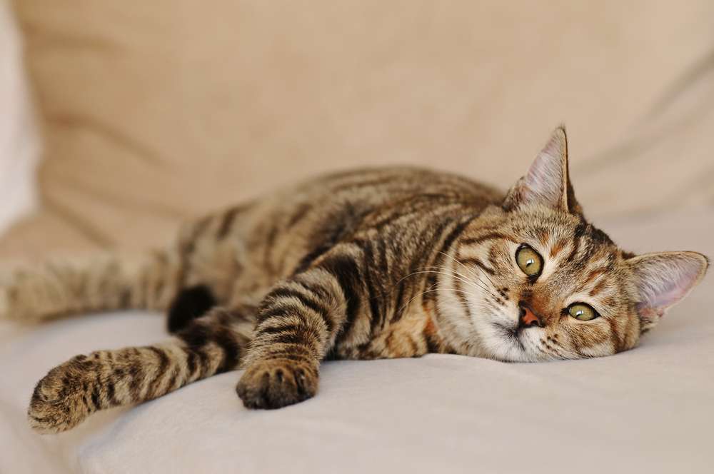 Kucing Juga Bisa Alergi Makanan, Catlover Wajib Waspadai Tanda-Tandanya