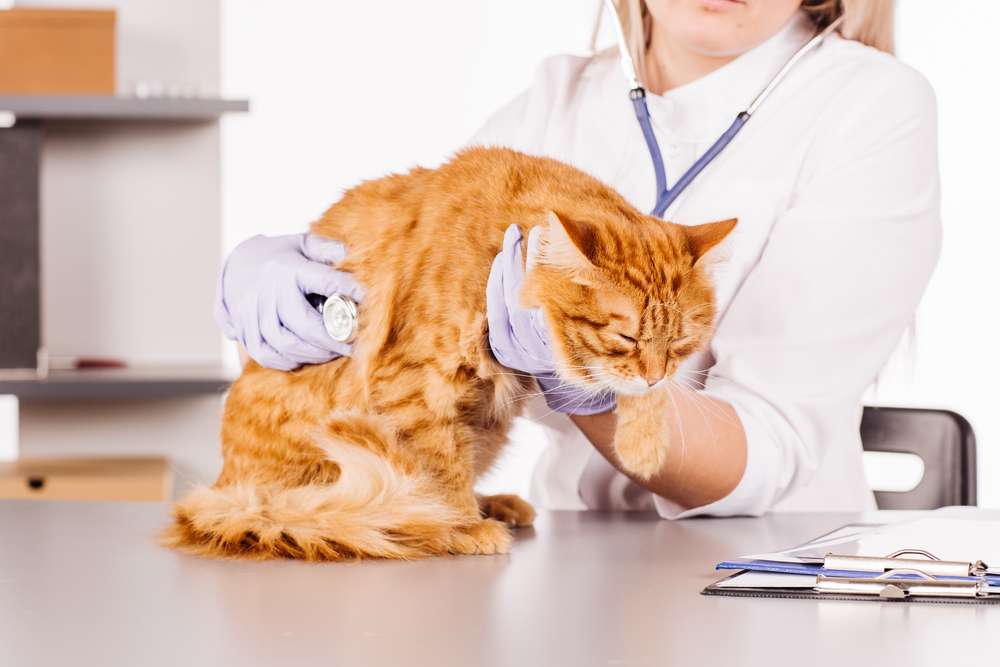 Kucing Juga Bisa Alergi Makanan, Catlover Wajib Waspadai Tanda-Tandanya