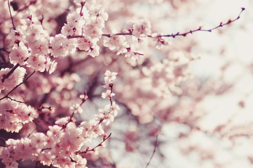Bunga Sakura