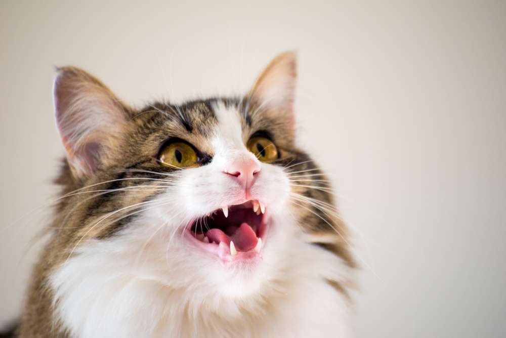 5 Cara Kucing Meminta Tolong, Mengeong Keras hingga Meletakkan Kaki di Wajahmu