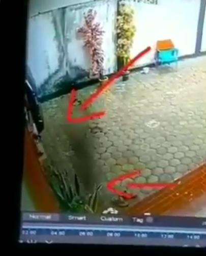 Kelebat bayangan hitam itu menghilang di pot tanaman.