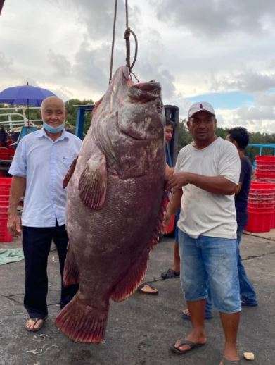 Ikan kerapu seberat 161 kg.