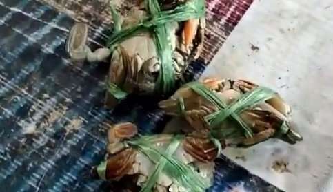 kepiting tangkapan panji