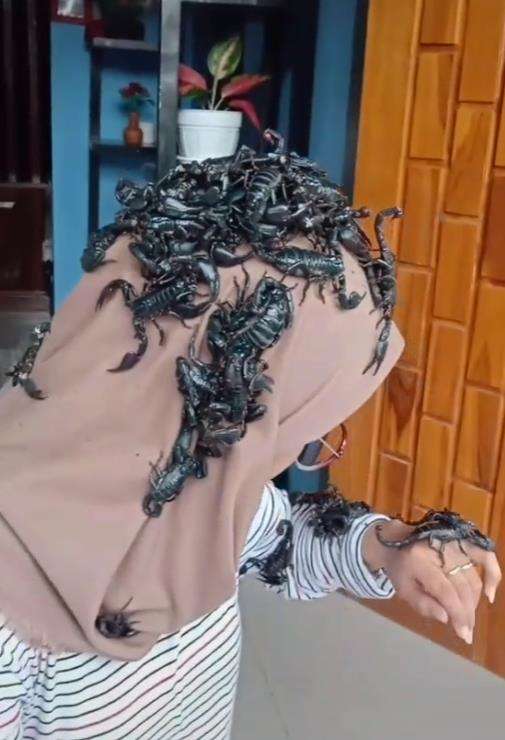 Bukan hanya ular tapi juga pelihara kalajengking.