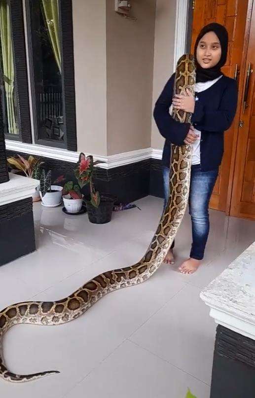 Tampak menggendong ular python.
