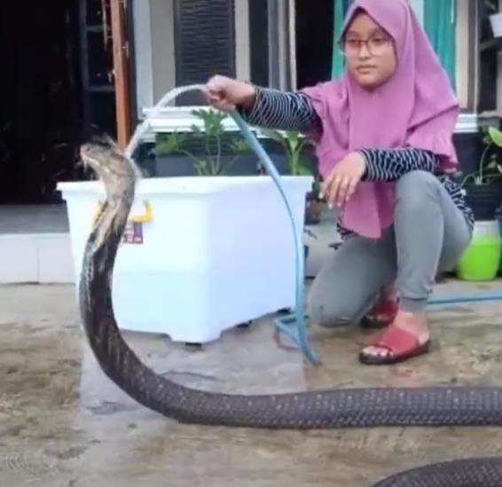 Lagi memandikan ular king kobra.