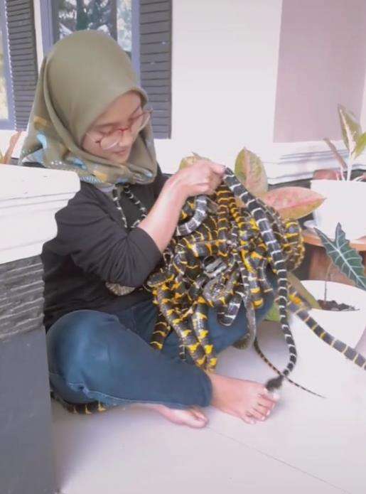 Main sama puluhan ular berbisa di teras rumah.