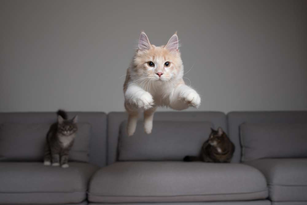 shutterstock