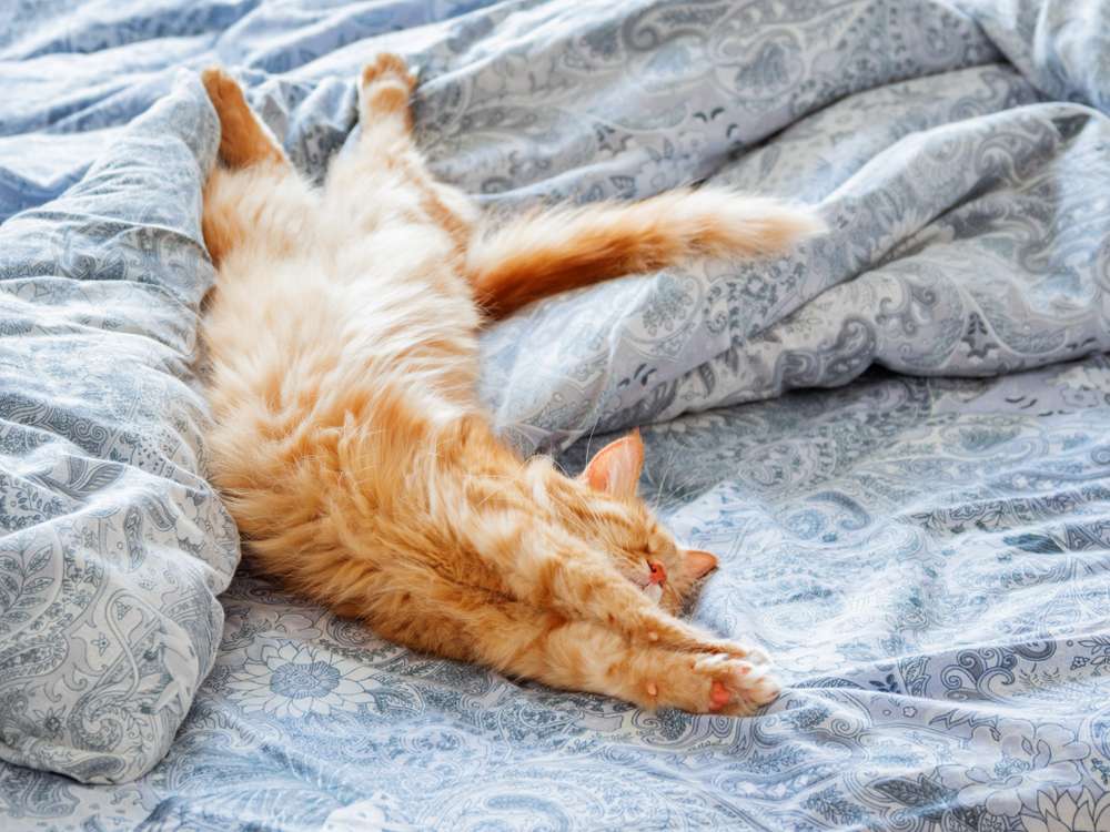 Bikin Salah Paham, Ternyata Perut Kucing yang Kendor Bukan Pertanda Kurus