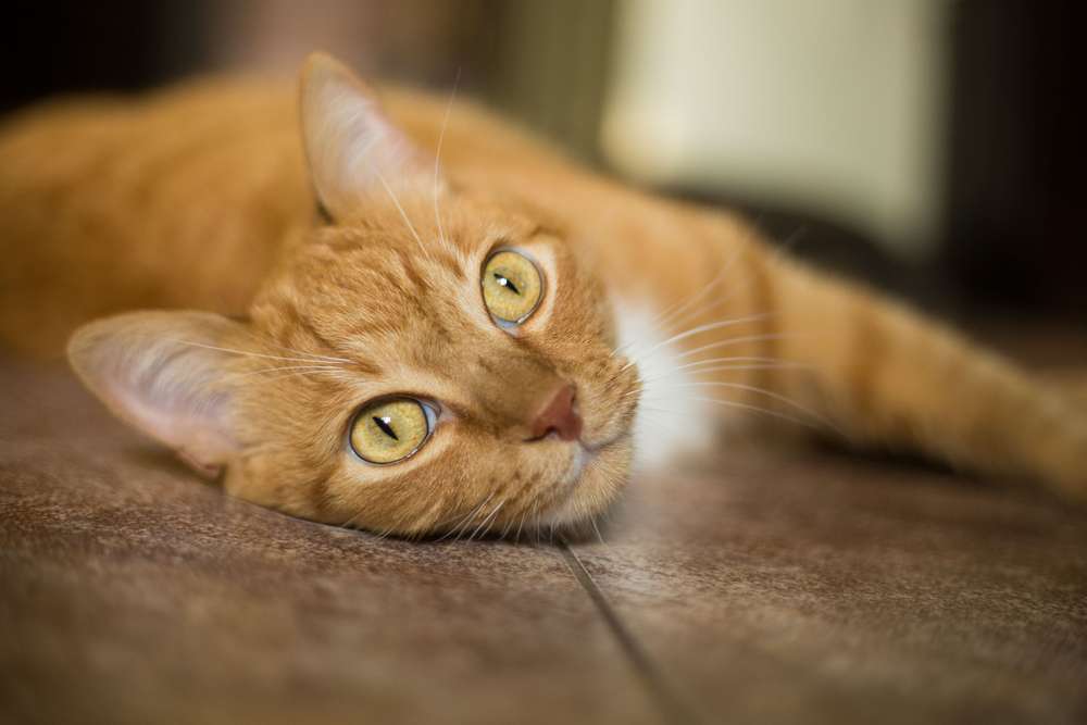 Bikin Salah Paham, Ternyata Perut Kucing yang Kendor Bukan Pertanda Kurus