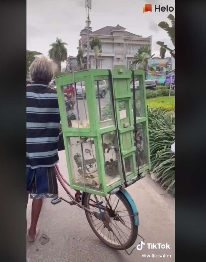 Burung dilepaskan ke alam bebas Burung dilepaskan ke alam bebas