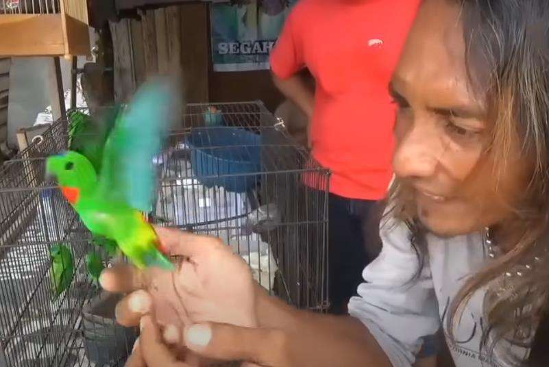 Burungnya tiba-tiba lepas.