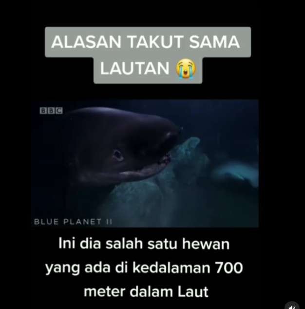 hewan laut