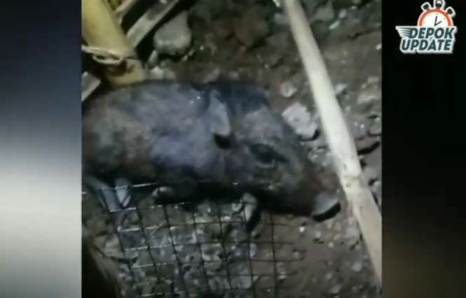 Babi hitam