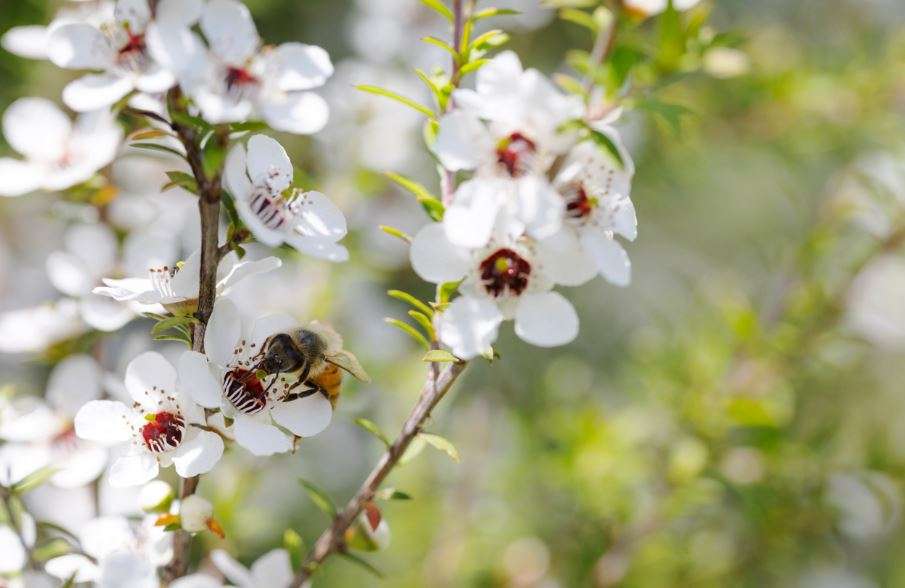 Madu manuka berasal dari pohon manuka.