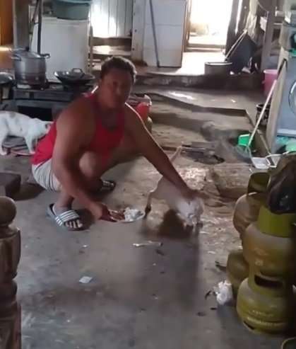 Alasan Memberi Makan Kucing