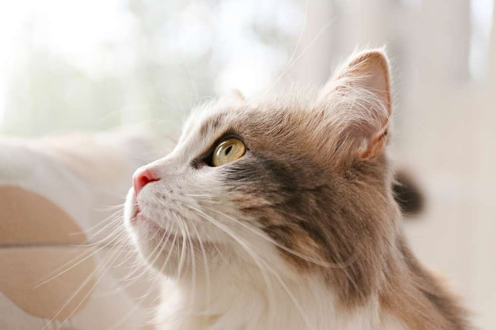 Cat Lover Wajib Tahu Cara Memeriksa Kepala Kucing, Penting untuk Kesehatannya