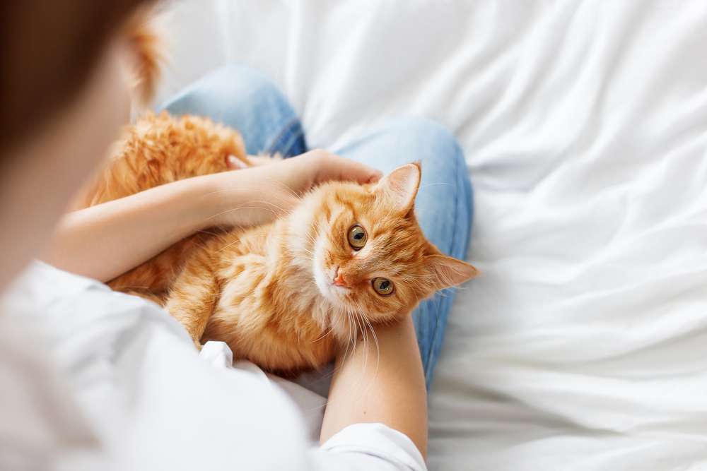 Cat Lover Wajib Tahu Cara Memeriksa Kepala Kucing, Penting untuk Kesehatannya