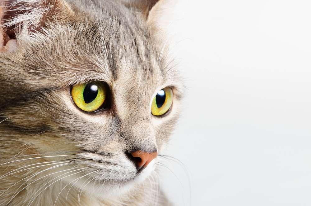 Cat Lover Wajib Tahu Cara Memeriksa Kepala Kucing, Penting untuk Kesehatannya