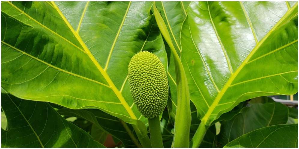 Daun Sukun Bermanfaat untuk Mengobati Luka Daun Sukun Bermanfaat untuk Mengobati Luka