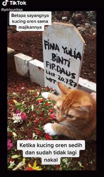 Kucing Ditinggal Meninggal Pemiliknya