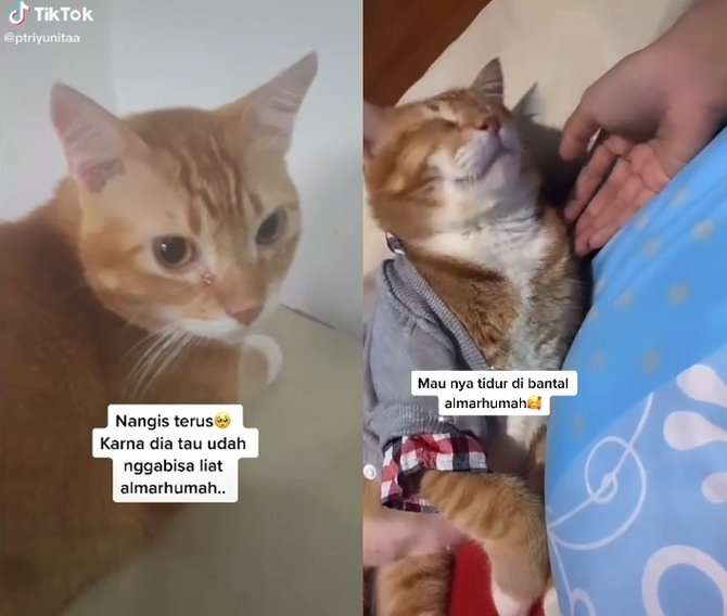 Kucing Menangis dan Tidur di Bantal Pemiliknya