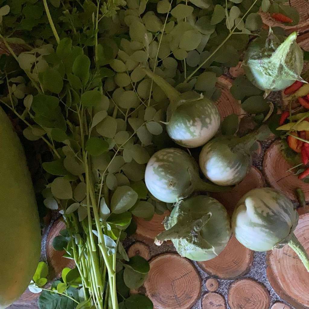 hasil panen Cakra Khan di ladang