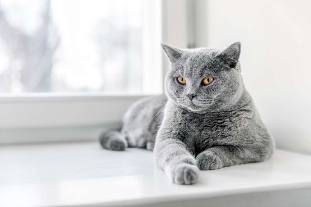 Hidung Kucing yang Basah atau Kering, Mana yang jadi Tanda Penyakit?