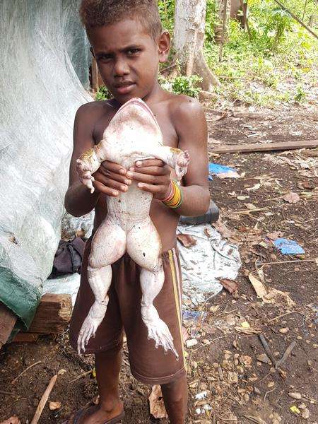 Penemuan katak raksasa di Kepulauan Solomon, Papua Nugini.