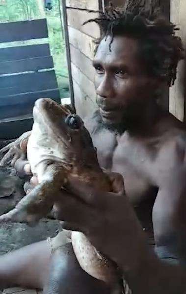 Katak raksasa ini katanya lebih enak daripada daging ayam.