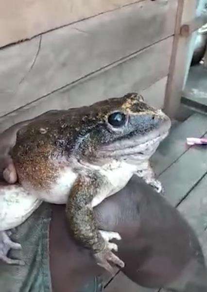Dikenal sebagai Cornufer guppyi.