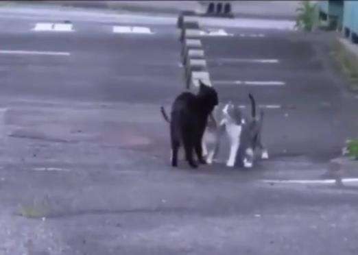 Ternyata sebiji ikan itu untuk dibagi ke anak-anaknya.