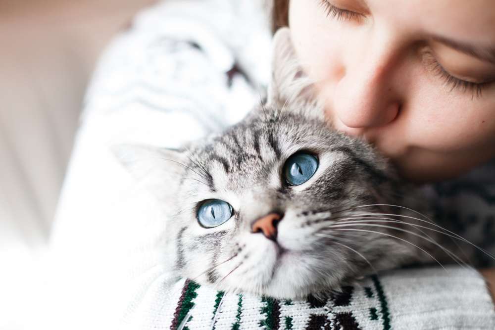 Solusi Tepat Atasi Kulit Kucing Bersisik, Gara-Gara Udara Indoor yang Kering