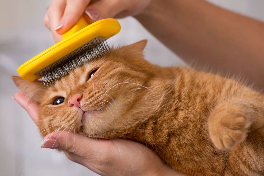 Solusi Tepat Atasi Kulit Kucing Bersisik, Gara-Gara Udara Indoor yang Kering