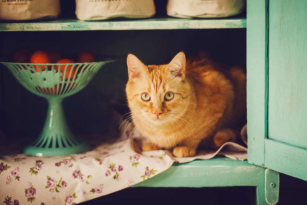 Ilustrasi Kucing Di Dalam Laci