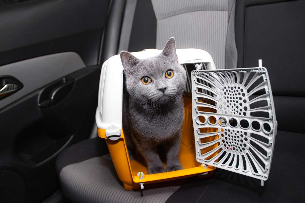 24 Jam Pertama Bersama Kucing Lucu di Rumah, Apa Saja yang Harus Dilakukan?