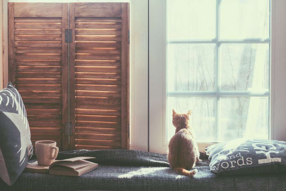 24 Jam Pertama Bersama Kucing Lucu di Rumah, Apa Saja yang Harus Dilakukan?