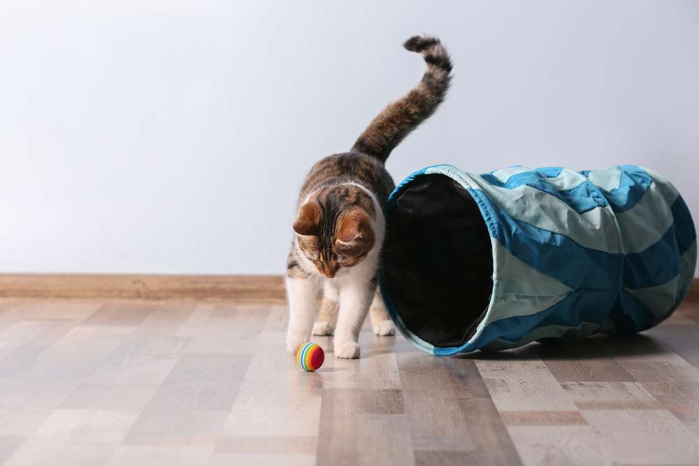 24 Jam Pertama Bersama Kucing Lucu di Rumah, Apa Saja yang Harus Dilakukan?
